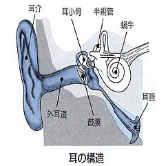 耳の構造