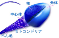 ���q�C���[�W�}