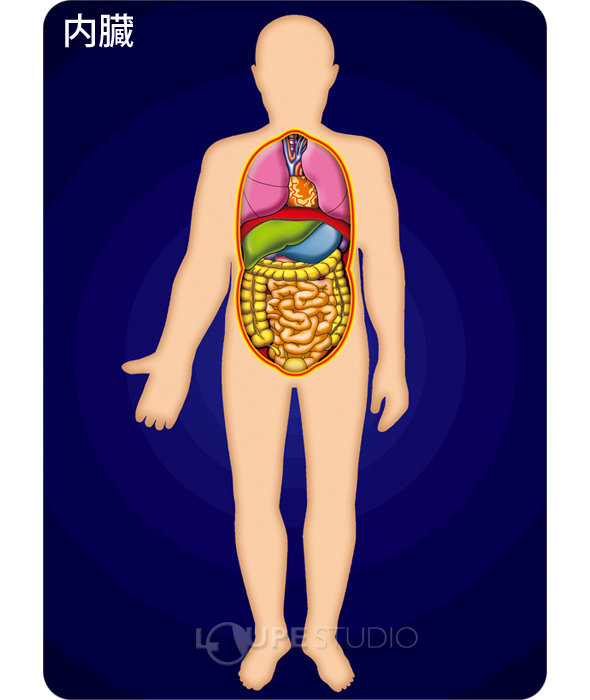 人体 サイエンスチェンジングカード 人体の学習 理科 教材 人体 体 骨格 筋肉 内蔵 理科 教材 学校教材 カード ルーペスタジオ