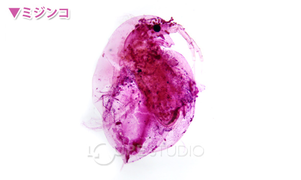 動物組織プレパラートa 顕微鏡 プレパラート 実験 理科 教材 学校教材 自由研究 夏休み 宿題 ルーペスタジオ