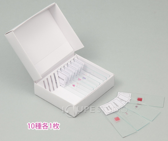 動物組織プレパラートc 顕微鏡 プレパラート 実験 理科 教材 学校教材 自由研究 夏休み 宿題 ルーペスタジオ