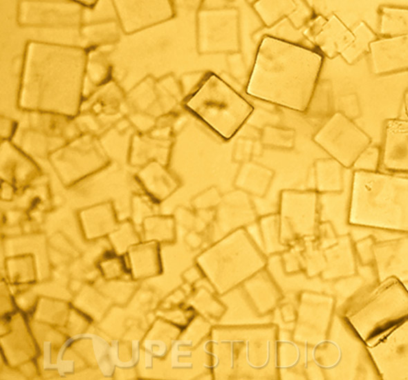 顕微鏡 手作り顕微鏡150倍 知育玩具 教育 体験 科学工作 自由研究 ルーペスタジオ