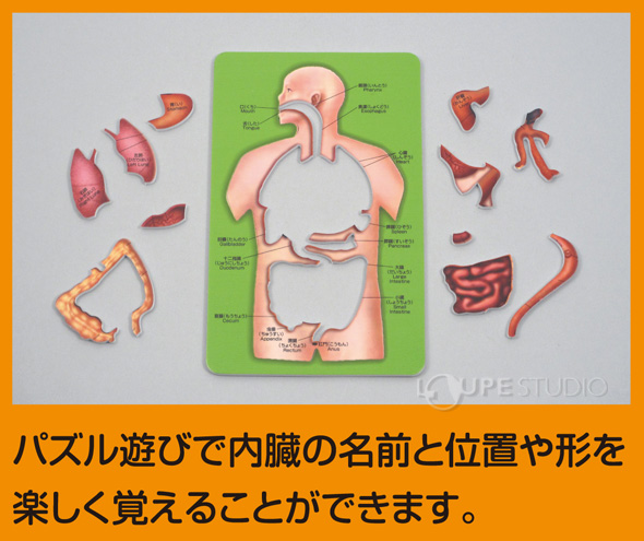 人体キューブ パズルセット アーテック 人体 模型 観察 体の仕組み 理科 科学 小学生 学習 夏休み 宿題 自由研究 ルーペスタジオ