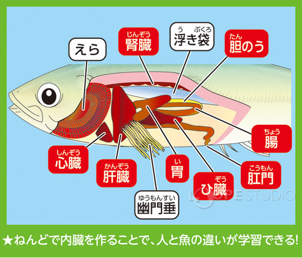 動物の内臓作りキット 人と魚を比べてみよう アーテック 内臓 観察 体の仕組み 理科 科学 小学生 学習 夏休み 宿題 自由研究 クリスマスプレゼント ルーペスタジオ