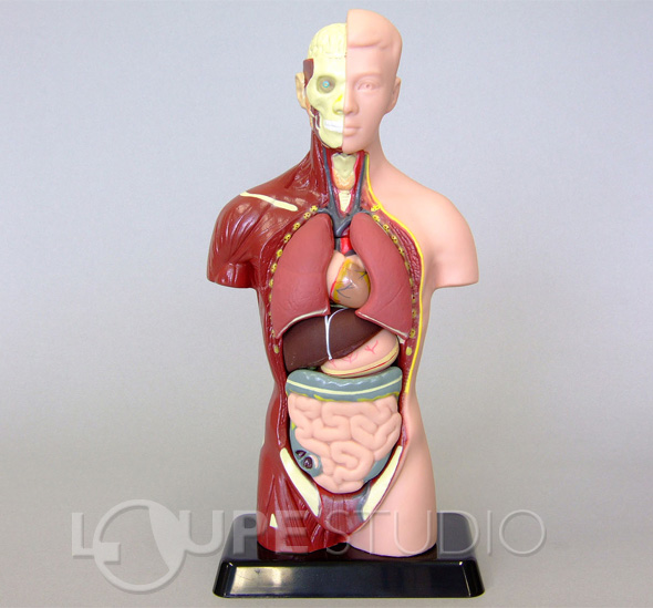 人体模型 27cm 筋肉 骨 内蔵 心臓 肺 胃 肝臓 腸 おもちゃ 人体モデル 全身 体の仕組み 理科 科学 教材 ミニ ルーペスタジオ